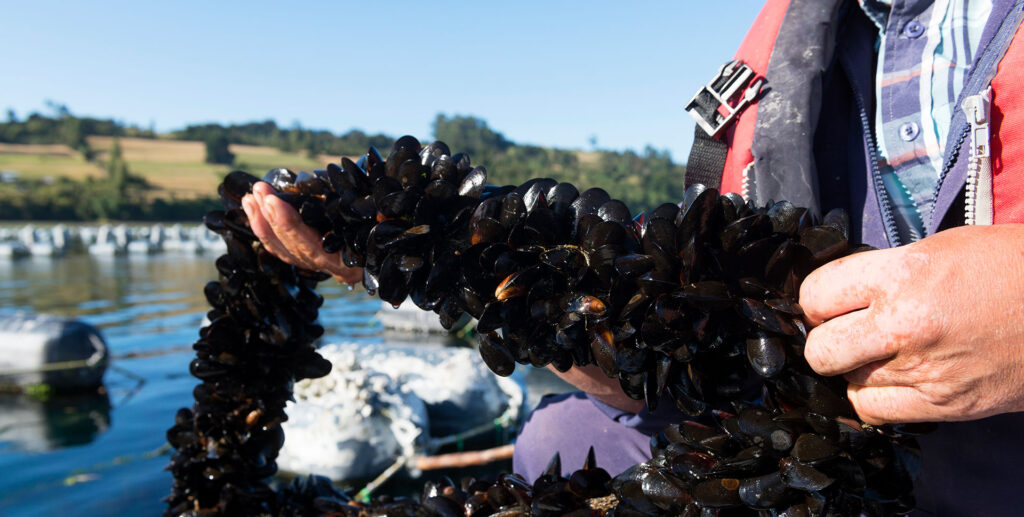 Landes bg header landes mussels 02