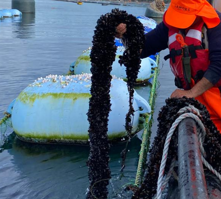 Fotografía Líneas de cultivo, Sello Integridad, Viviana Cuyul, Landes Mussels, Chiloé