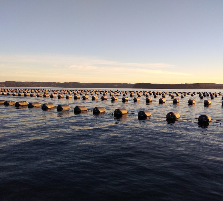 Gran Premio Sello Landes, Fotografía Líneas de cultivo Lincay, Sello Integridad, Viviana Cuyul, Landes Mussels, Chiloé
